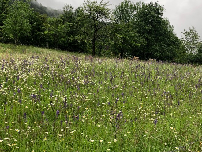 TmJYcVOERL+TJvcap21keQ